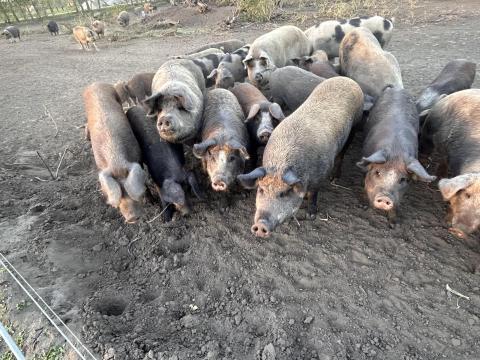 Mangalica-durok hízók szabadtartásból eladók Szentkirályon Mangalica-durok hízók szabadtartásból eladók Szentkirályon