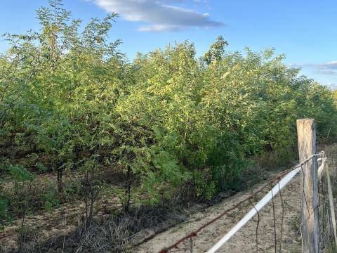 16,27 ha akácerdő eladó Hajóson 16,27 ha akácerdő eladó Hajóson