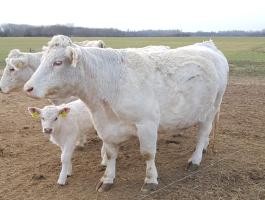 Vásárolnék Charolais tehenet