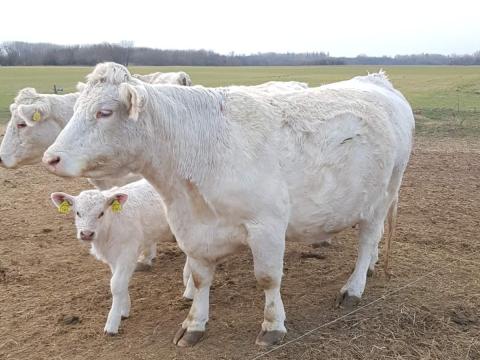 Vásárolnék Charolais tehenet Vásárolnék Charolais tehenet