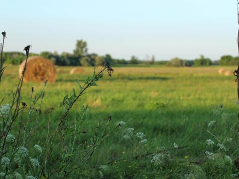 15 hektár legelő és tanyatelek eladó Balástyán 15 hektár legelő és tanyatelek eladó Balástyán
