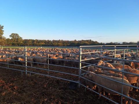 P-Tech karámelemek országos szállítással