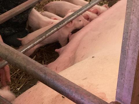 Tanyára sertések mellé kisegítő (lakhatással) Tanyára sertések mellé kisegítő (lakhatással)
