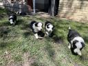 Border collie kölykök