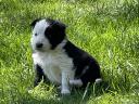 Border collie kölykök