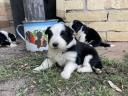 Border collie kölykök