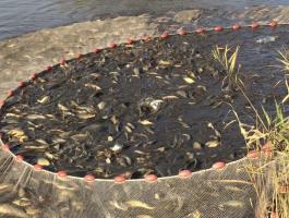 Pikkelyes ponty, amúr, csuka, piaci kárász eladó