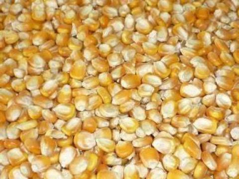 Kukorica eladó Kukorica eladó