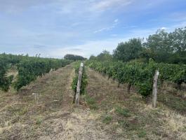 Eladó szőlőterület