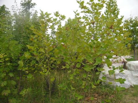 Eladó platánfa Eladó platánfa