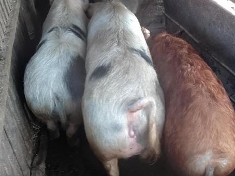 Hízó eladó Jászjákóhalman Hízó eladó Jászjákóhalman