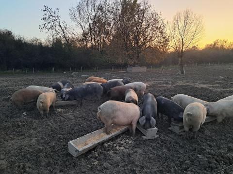 Húshasznú szabadtartású hízó sertés eladó