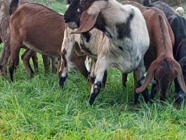 Anglo-núbiai kecske