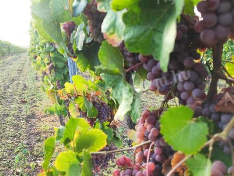 Tramini, királyleányka szőlőültetvény eladó Tramini, királyleányka szőlőültetvény eladó