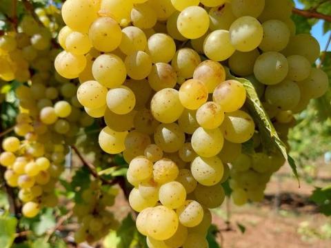 Irsai Olivér szőlőültetvény eladó Irsai Olivér szőlőültetvény eladó