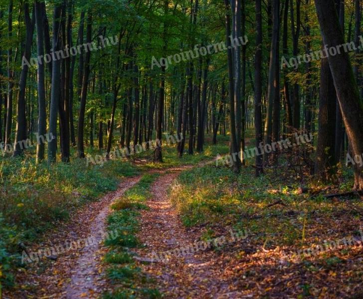 Eladó erdő Veszprém vármegyében,  364,6 hektár