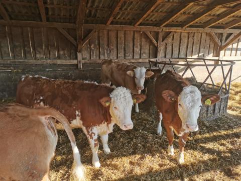 "A" törzskönyves húshasznú magyartarka növendék üszők eladók "A" törzskönyves húshasznú magyartarka növendék üszők eladók