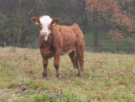 Törzskönyves húshasznú magyartarka növendék üszők eladók