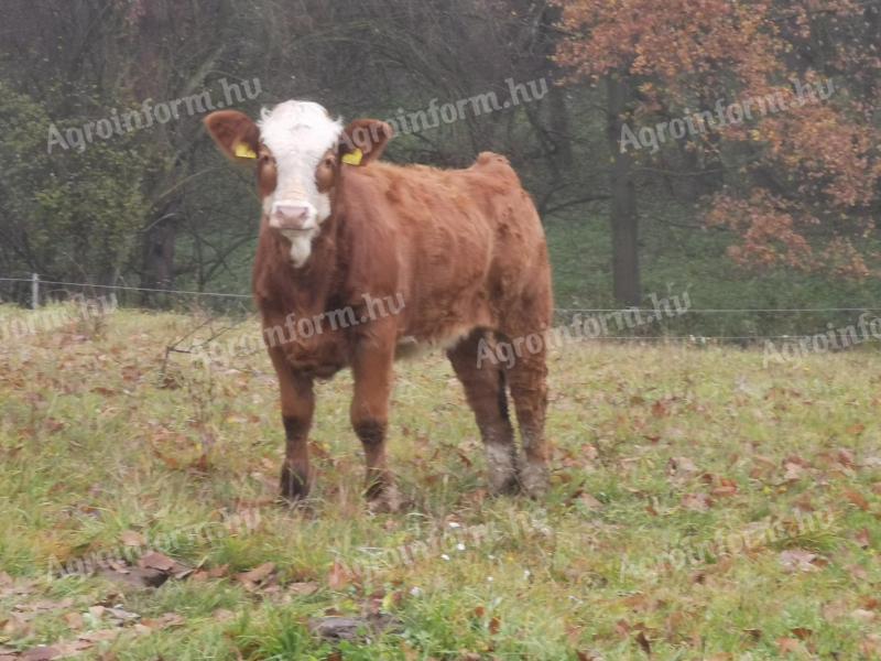 Törzskönyves húshasznú magyartarka növendék üszők eladók