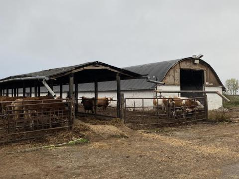 Szarvasmarha-telep eladó Szarvasmarha-telep eladó