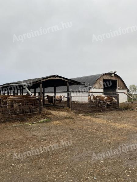 Szarvasmarha-telep eladó