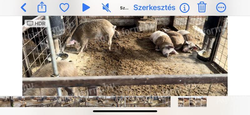 Mangalica és félmangalica vágósertések eladók,  bőrös félsertésként is