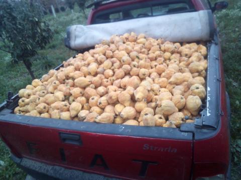 Termelői birsalma cefre 2026-ban