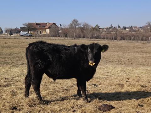 Angus tinó Angus tinó