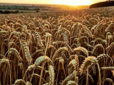 KWS Carusum járóbúza tavaszi vetéshez KWS Carusum járóbúza tavaszi vetéshez