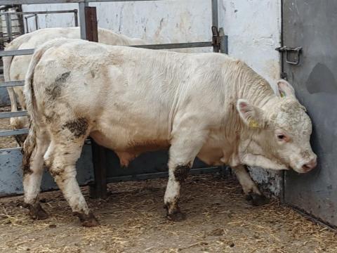 Charolais tenyészbikák eladók Charolais tenyészbikák eladók