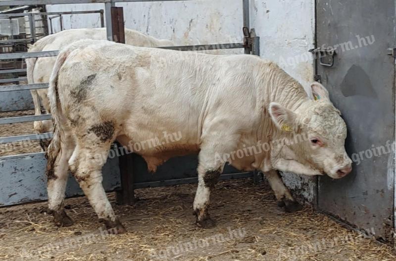 Charolais tenyészbikák eladók