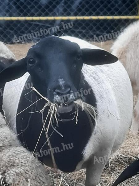 Dorper ma született bárányok előjegyezhetők Gyulán. nem törzskönyves