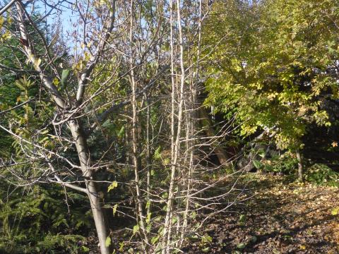 Eladó török mogyoró (Corylus colurna) Eladó török mogyoró (Corylus colurna)