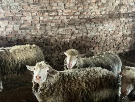 Eladó juhok – 2 kos és 4 jerke eladó