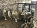 Eladó juhok – 2 kos és 4 jerke eladó