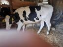 Törzskönyvvel rendelkező holstein fríz üszők
