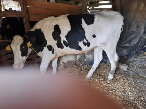 Törzskönyvvel rendelkező Holstein-fríz üszők Törzskönyvvel rendelkező Holstein-fríz üszők