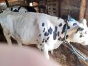 Törzskönyvvel rendelkező holstein fríz üszők
