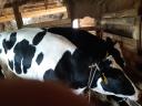 Törzskönyvvel rendelkező holstein fríz üszők