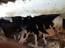 Törzskönyvvel rendelkező holstein fríz üszők