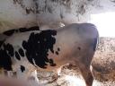 Törzskönyvvel rendelkező holstein fríz üszők