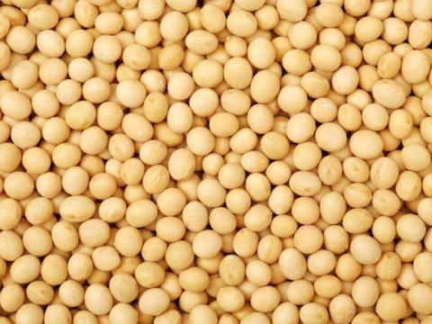 Sárgaborsó, takarmányborsó, borsó eladó Debrecenben Sárgaborsó, takarmányborsó, borsó eladó Debrecenben