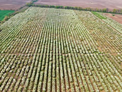 Teljes munkaidős traktoros állást kínálunk gyümölcstermesztő gazdaságba Teljes munkaidős traktoros állást kínálunk gyümölcstermesztő gazdaságba