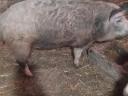 Mangalica Duroc hízók