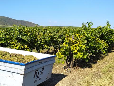 Eladó szőlőterület Tokaj-Hegyalján, Tolcsván