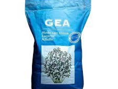 Gea lucerna vetőmag, fémzárolt, nem szarvasi, kezelt, olasz, AKG, AÖP Gea lucerna vetőmag, fémzárolt, nem szarvasi, kezelt, olasz, AKG, AÖP