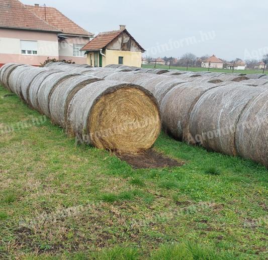 Lucernabála