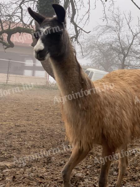 Gyönyörű láma csikó eladó