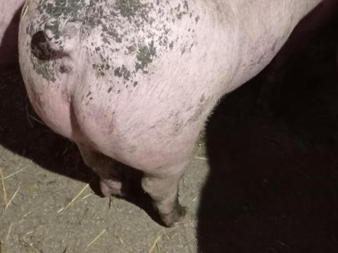 Hízó sertés eladó 110-130 kg-os súlyban