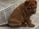 Shar Pei